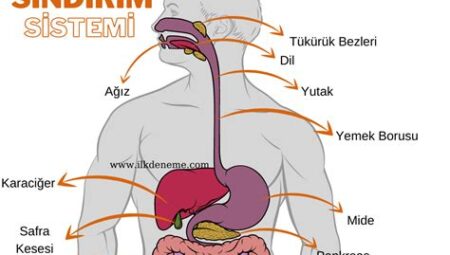 Diyet ve Sindirim Sağlığı