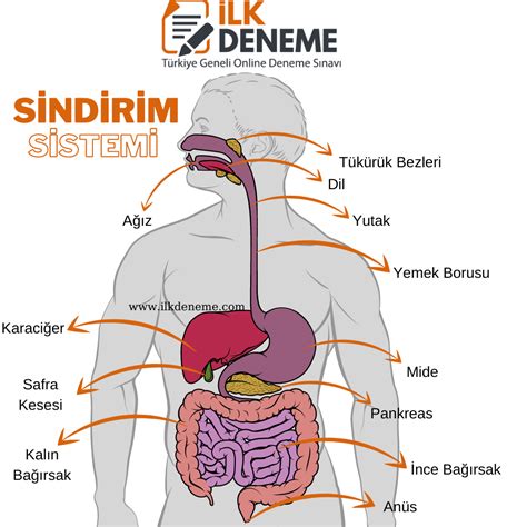 Diyet ve Sindirim Sağlığı